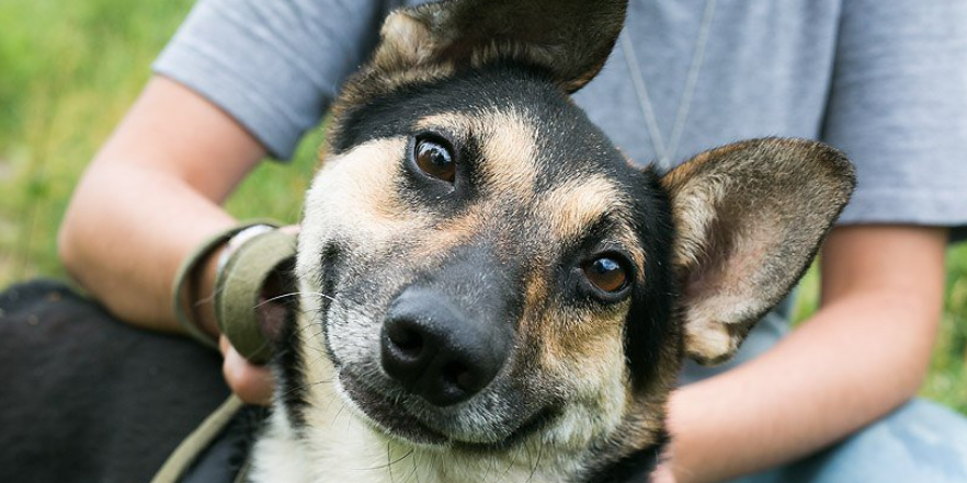 Поддержим наших меньших братьев!