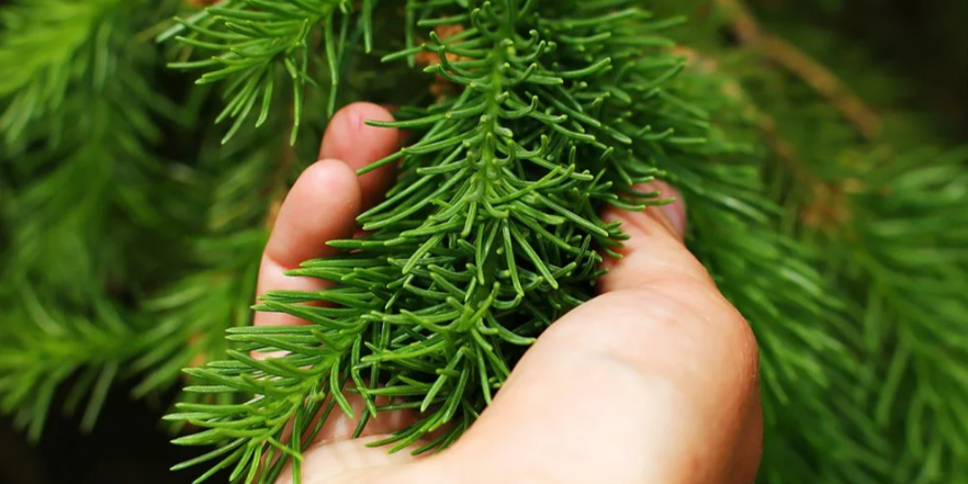 Поддержим акцию! Подарим елкам их лес