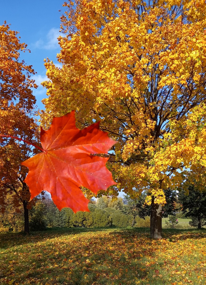 Листья желтые над городом кружатся