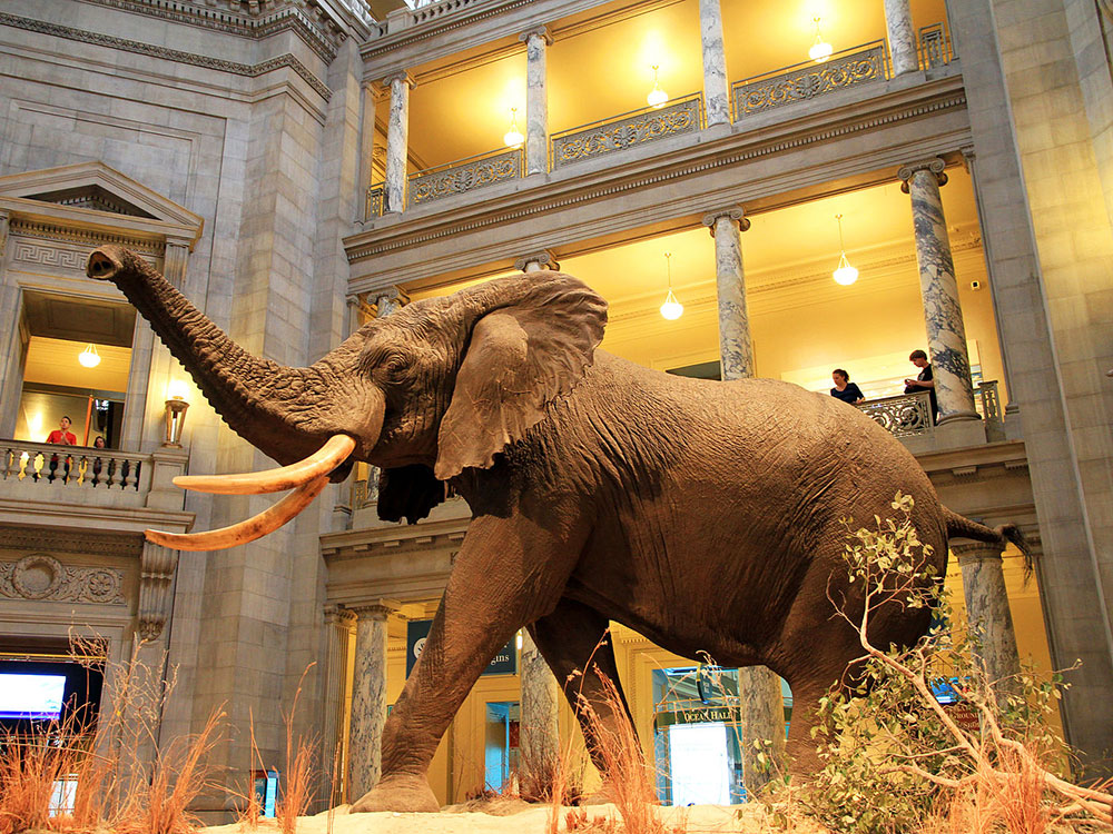 Национальный музей естественной истории. Вашингтон. США